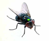 ControlsOnThe Fly.png